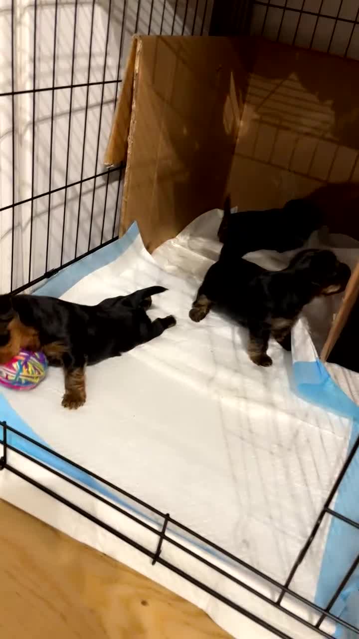 Yorkshire Terrier dogs for sale: Mini toy yorkshire terrier  in Basildon - Video 1