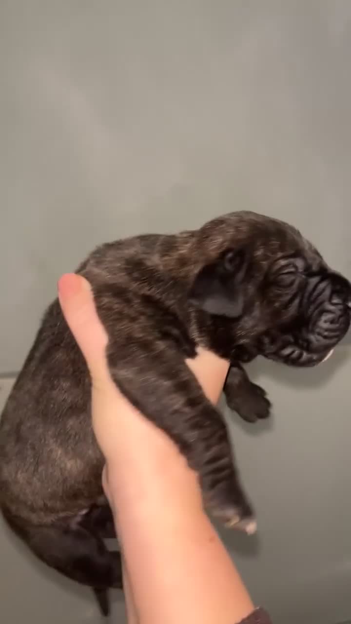 Presa Canario dogs for sale: Beautiful pedigree Presa Canario puppies  - Video 1
