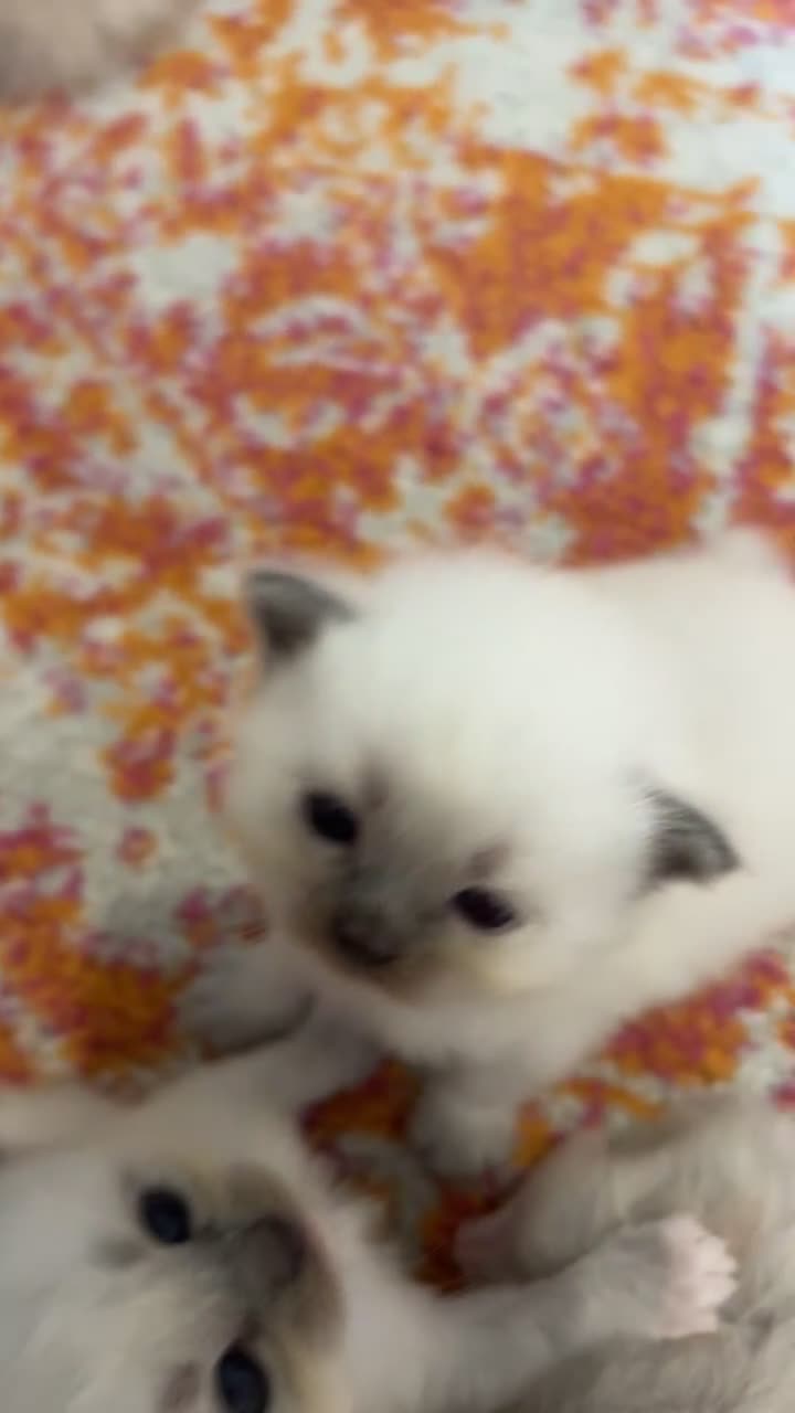 Ragdoll cats for sale: Ragdoll Kittens - Video 2