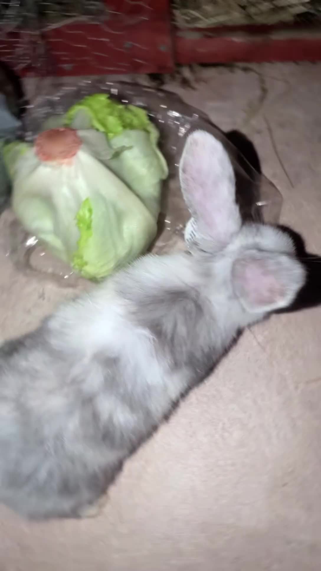 Mini Lop rabbits for sale: Mini loop bunnies  - Video 3