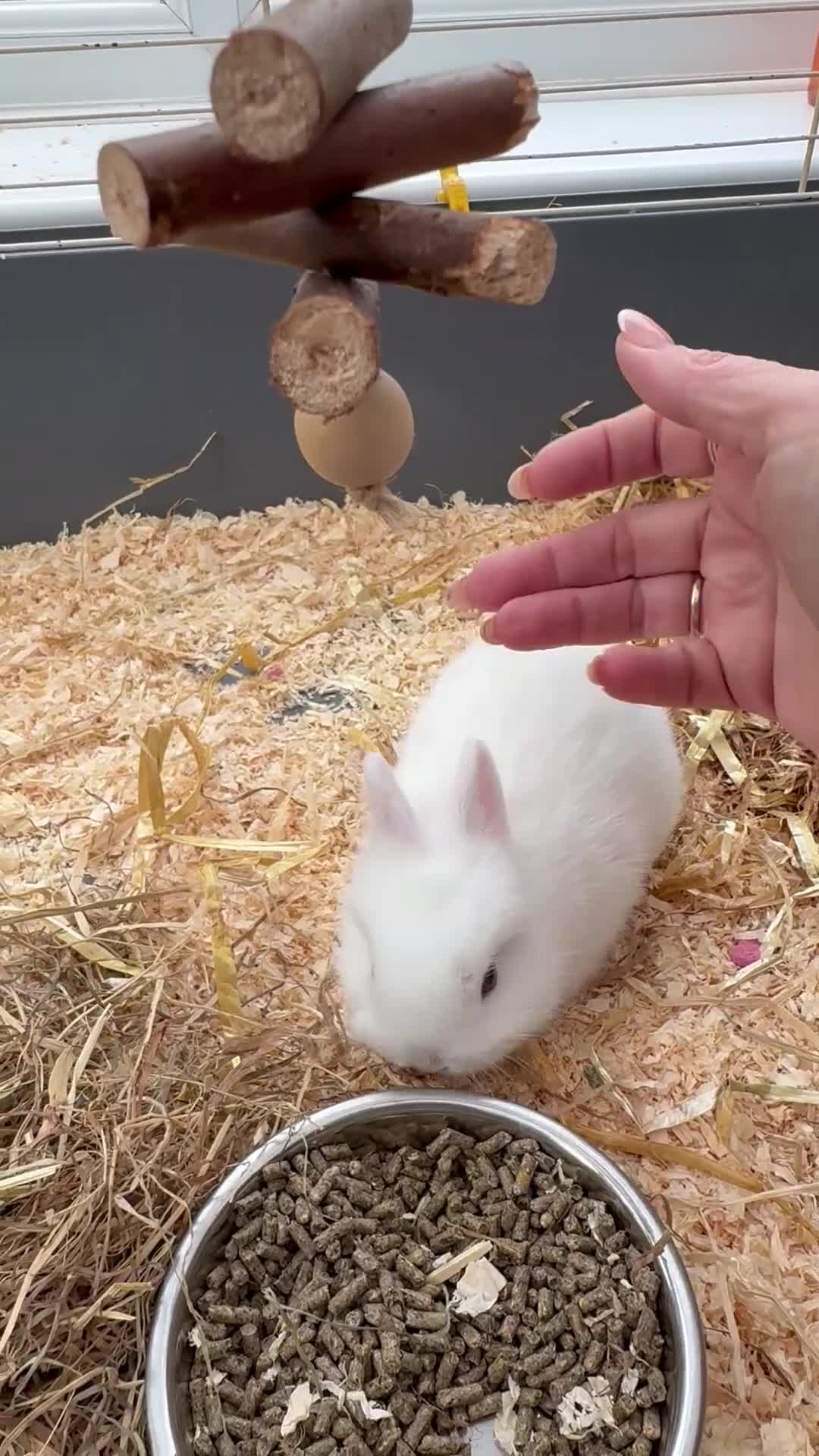 Netherland Dwarf rabbits for sale: Female Pure white blue eyed Netherland dwarf  - Video 3