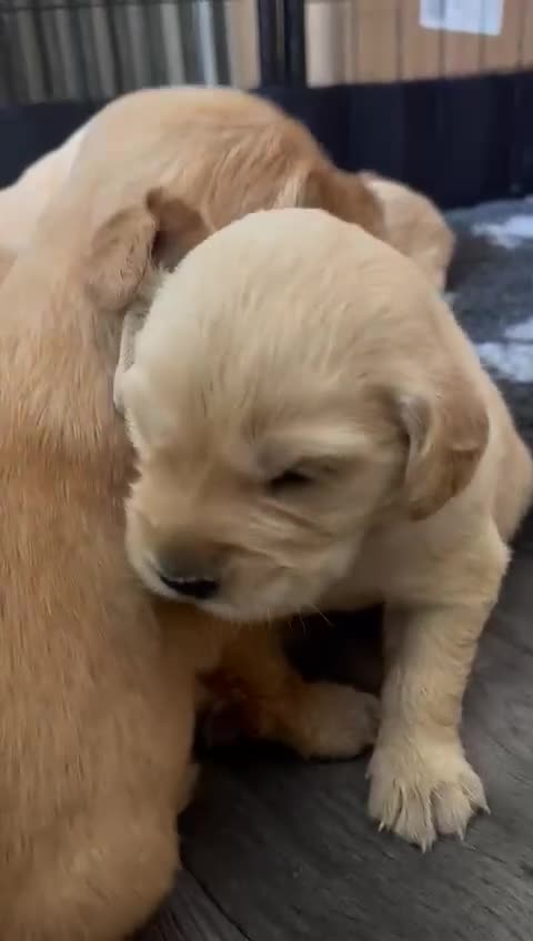 Golden Retriever dogs for sale: 10 Gorgeous Golden Retrievers 🐶❤️-Health & Hip ✅ - Video 2