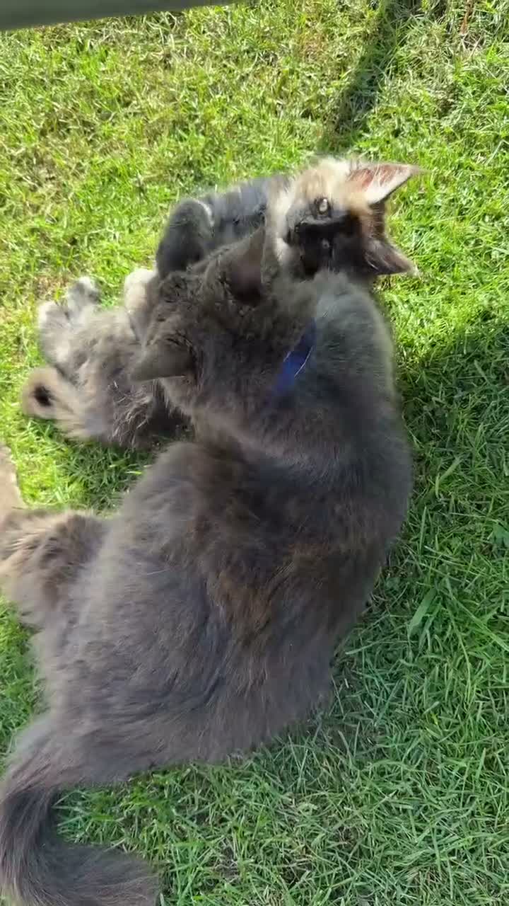 Maine Coon cats for sale:  8 Beautiful Maine Coon Kittens in Dunmow - Video 3