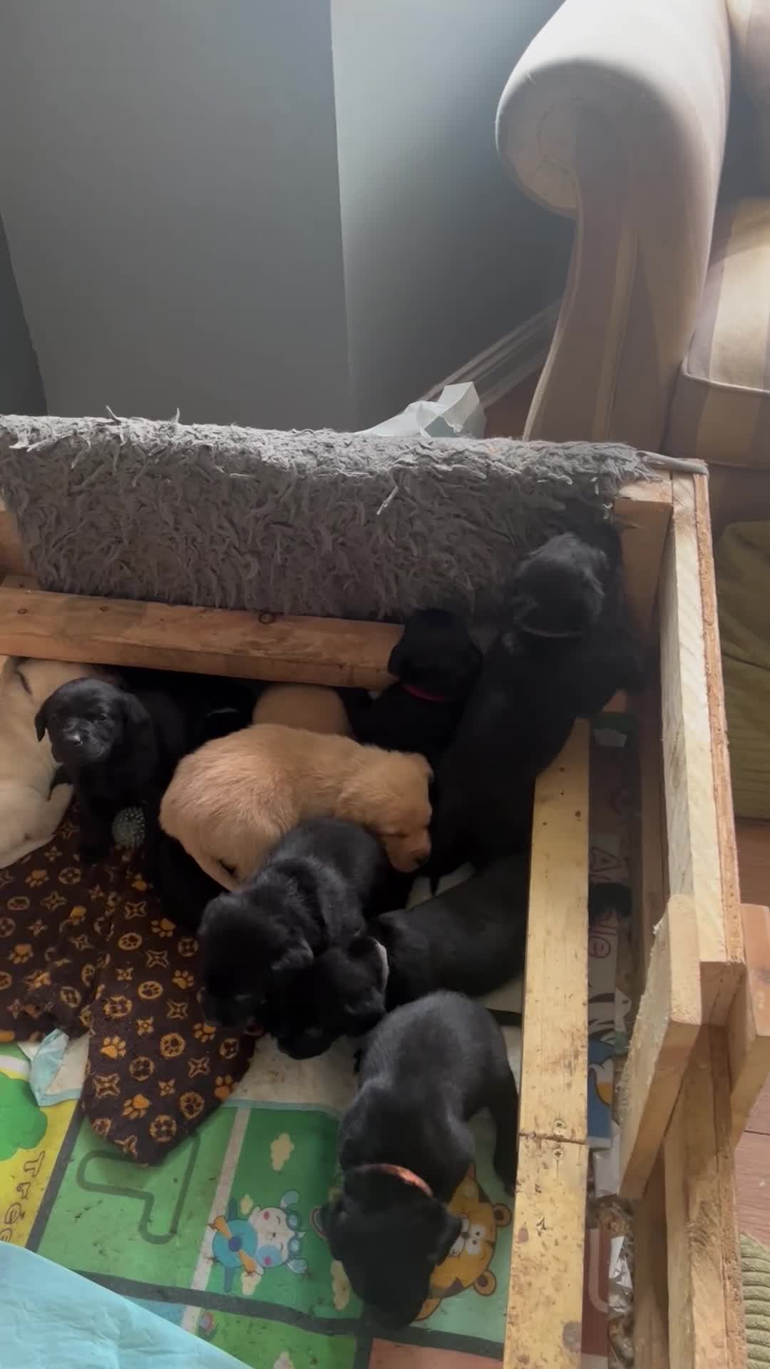 Labrador Retriever dogs for sale: KC Registered Labrador Puppies - Video 1