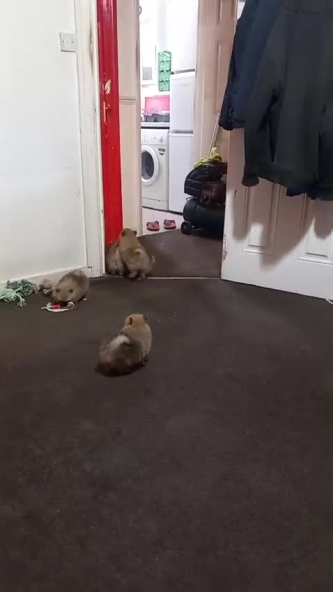 Pomeranian dogs for sale: Pomeranian puppy  - Video 3