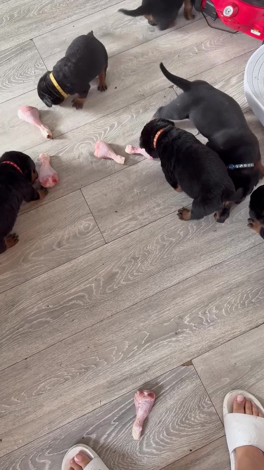 Rottweiler dogs for sale: Absolutely stunning Rottweiler puppies  - Video 3