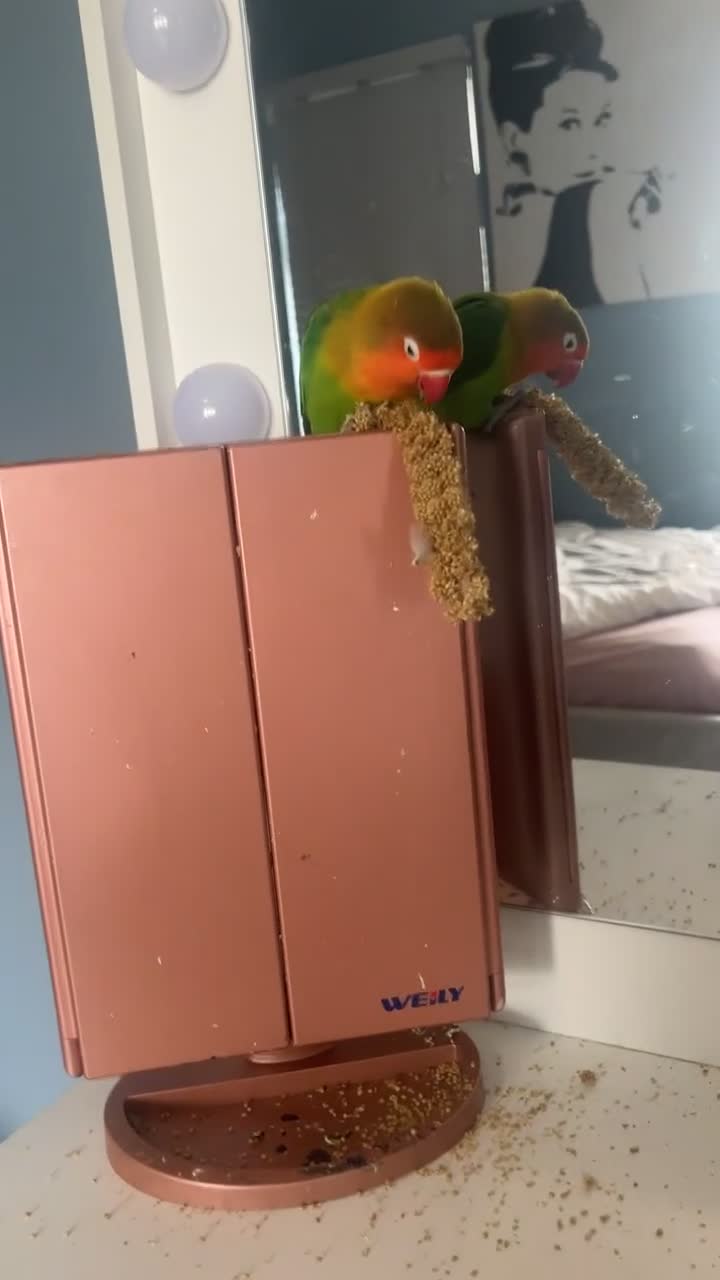 Lovebirds birds for sale: Young female Lovebird for sale - Video 2