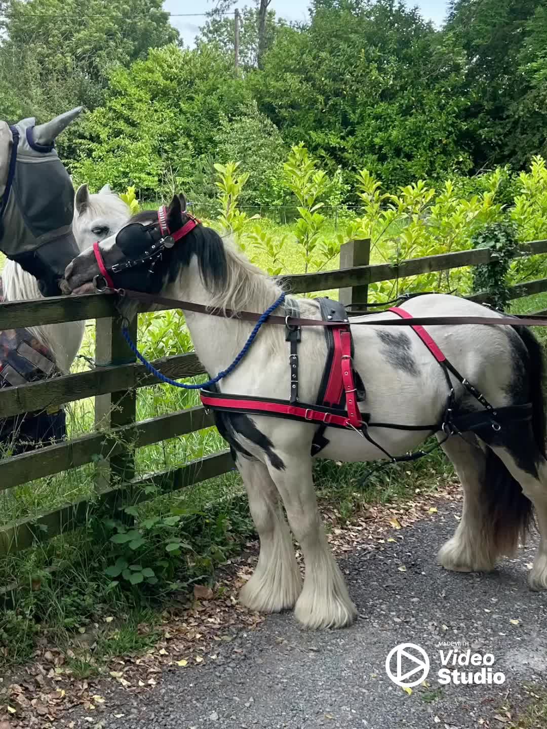 Miniature horses for sale: Mini cob gelding  - Video 1