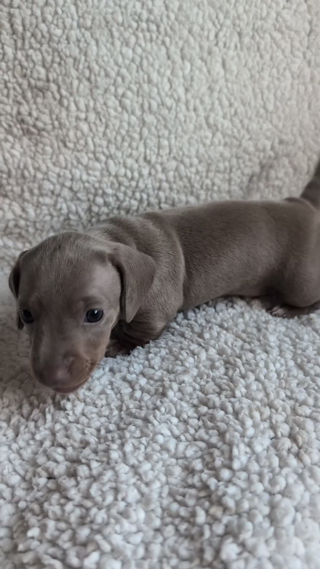 Miniature Dachshund dogs for sale: 🐾 KC Registered Top Quality Miniature Dachunds 🐾 - Video 2