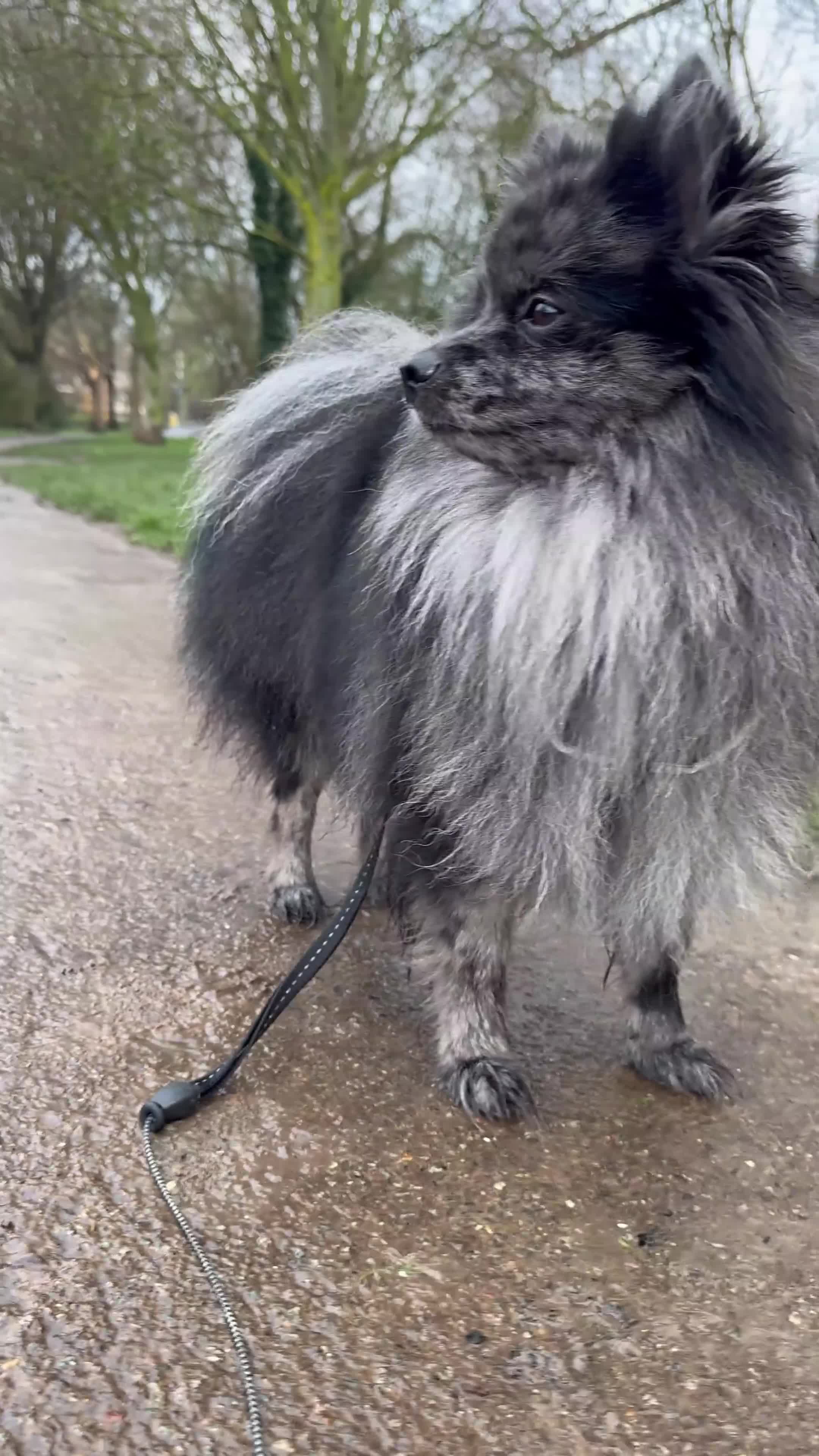 Pomeranian dogs for stud: High-Quality Blue Merle Pomeranian Stud| Abu Dhabi - Video 1