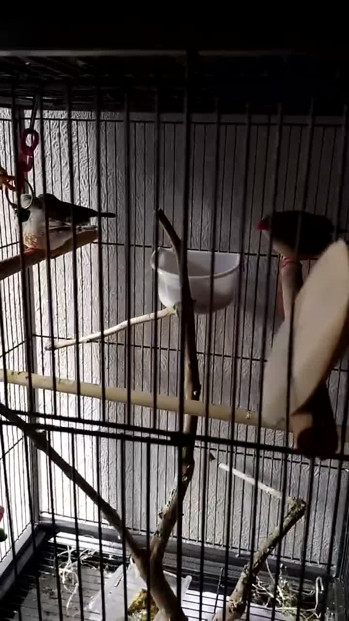 Finches birds for sale: 3 pairs and 2 single hens  in Liverpool - Video 1