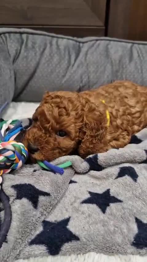 Cockapoo dogs for sale: Cockapoo f1b 5 boys  - Video 1