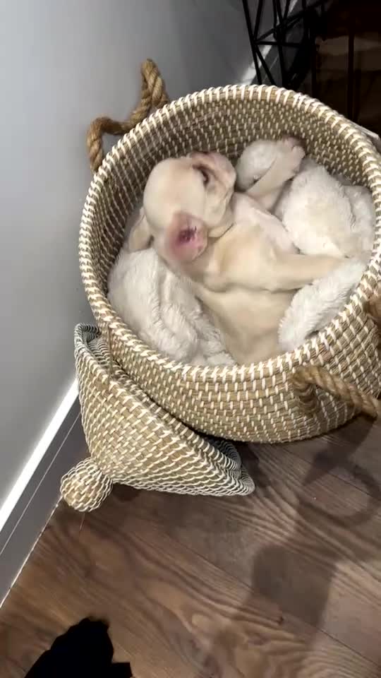 French Bulldog dogs for sale: Triple platinum fluffy carrier french bulldog  - Video 2