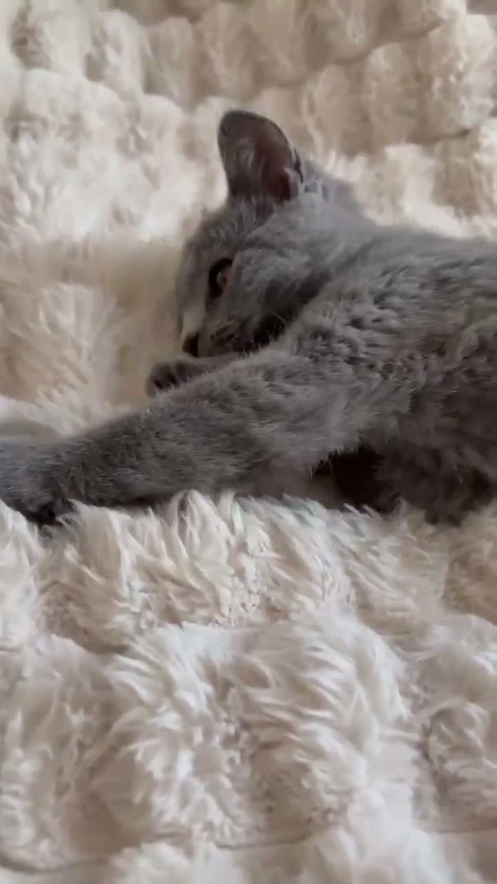 British Shorthair cats for sale: Gorgeous British Shorthair female kitten - Video 2