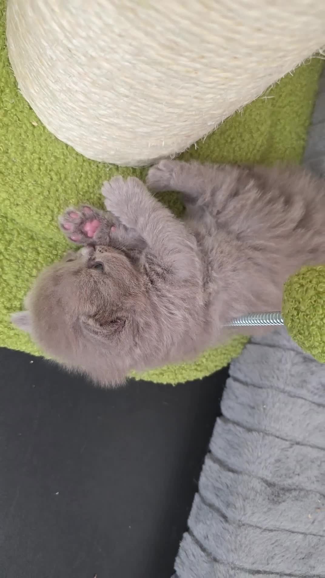 British Longhair cats for sale: Stunning Lilac GCCF British Longhair  - Video 1