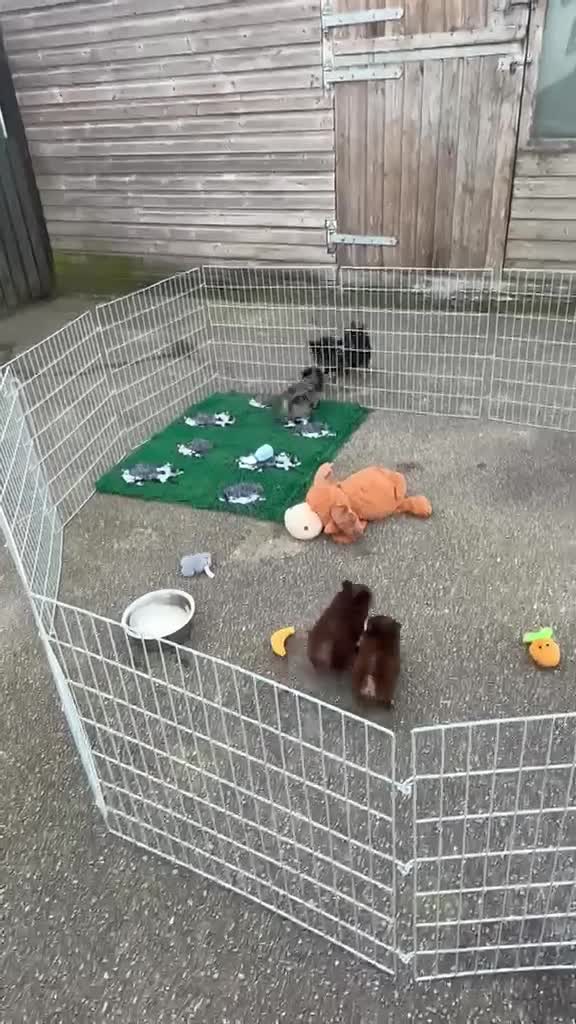 Pomchi dogs for sale: Stunning Chocolate Pomchi  - Video 1