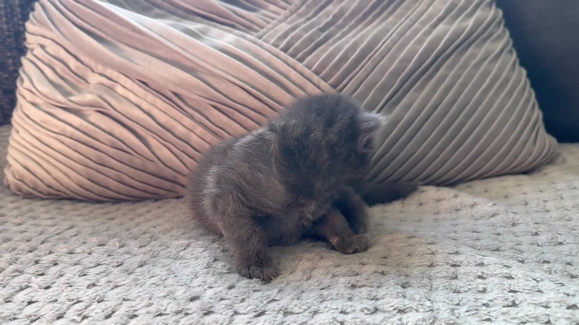 Mixed Breed cats for sale: ✨🐾Stunning domestic long haired kittens  - Video 1