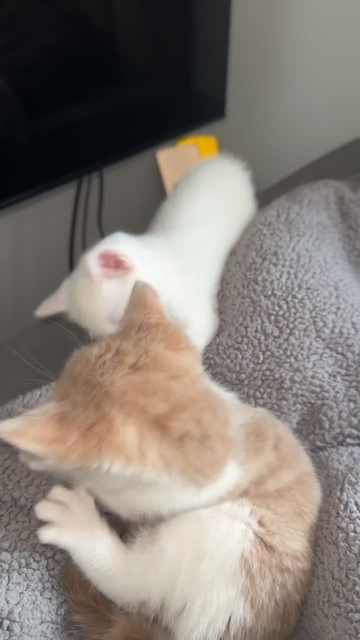 Turkish Angora cats for sale: Full white Female🐱 😍 - Video 2