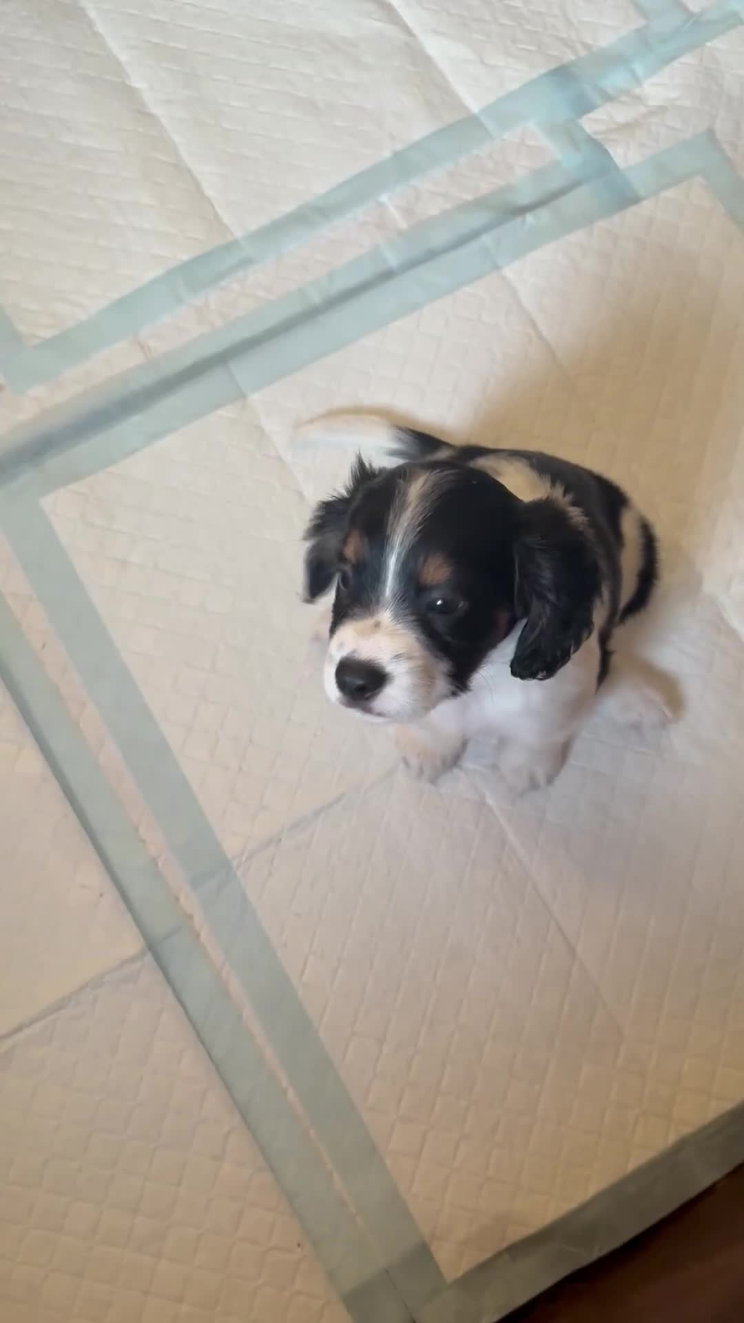 Cavapoo dogs for sale: X2 Beautiful Cavapoo puppies ready to leave   - Video 2