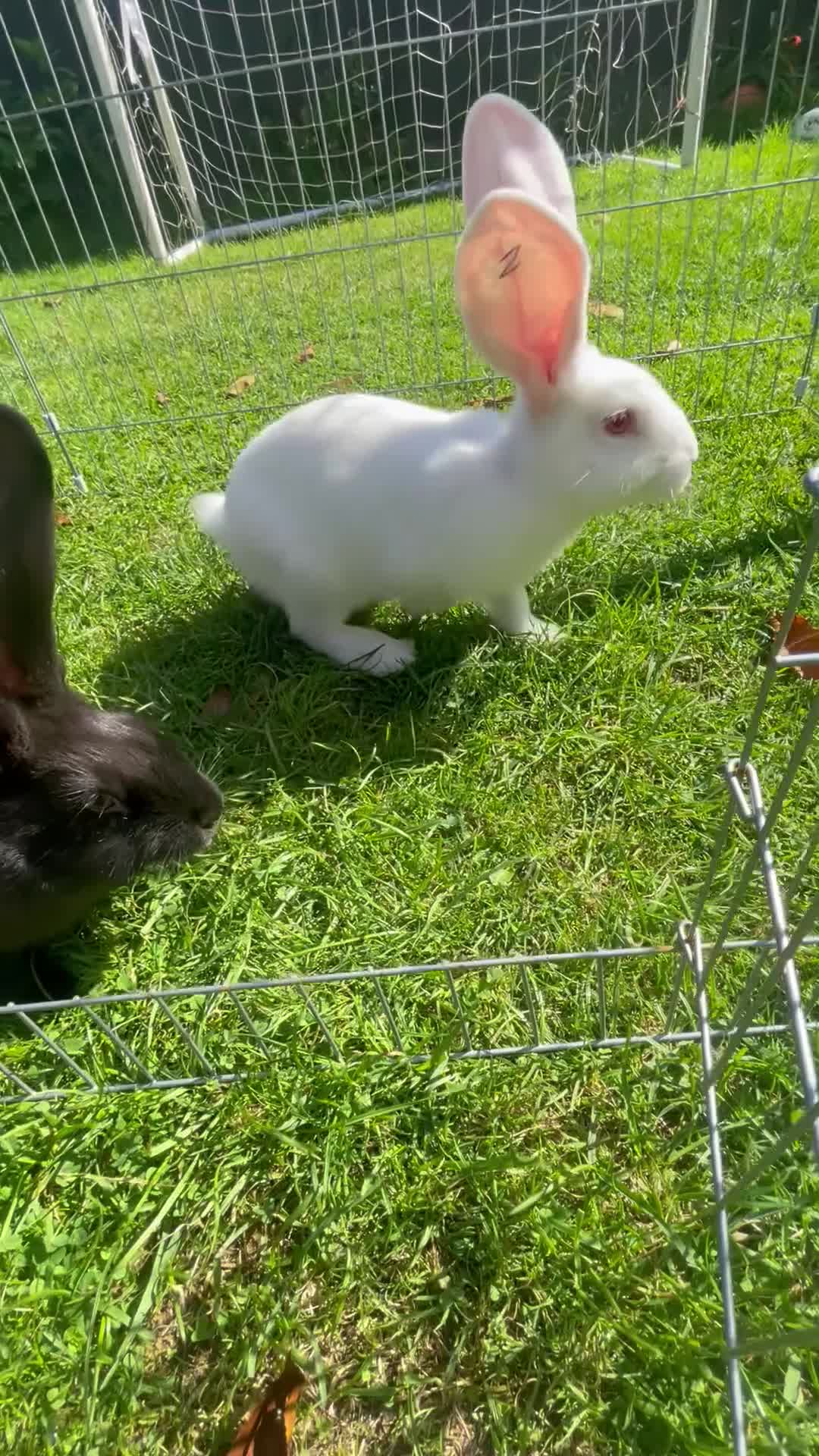 Continental Giant rabbits for sale: Beautiful pure bred continental giants - Video 1