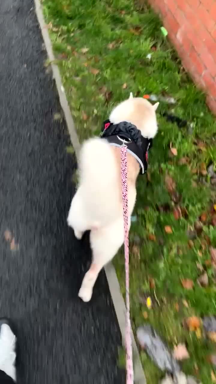 Siberian Husky dogs for sale: Husky for sale  - Video 1