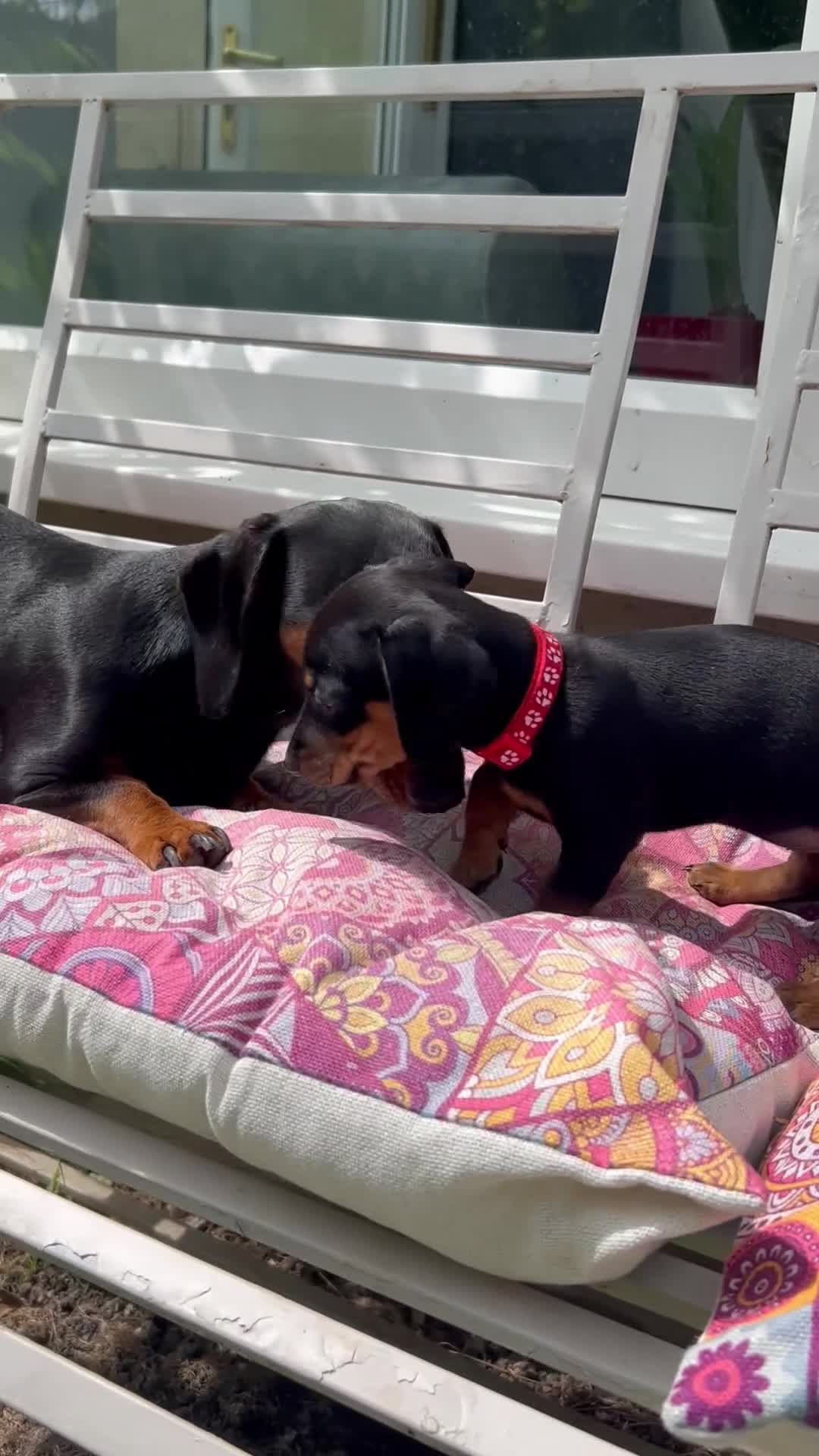 Jackshund dogs for sale: Adorable Dachshund x Jack Russell Puppies  - Video 1