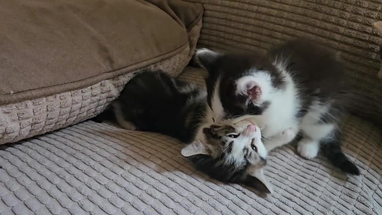 Mixed Breed cats for sale: Mixture of Colour kittens in Birmingham - Video 1