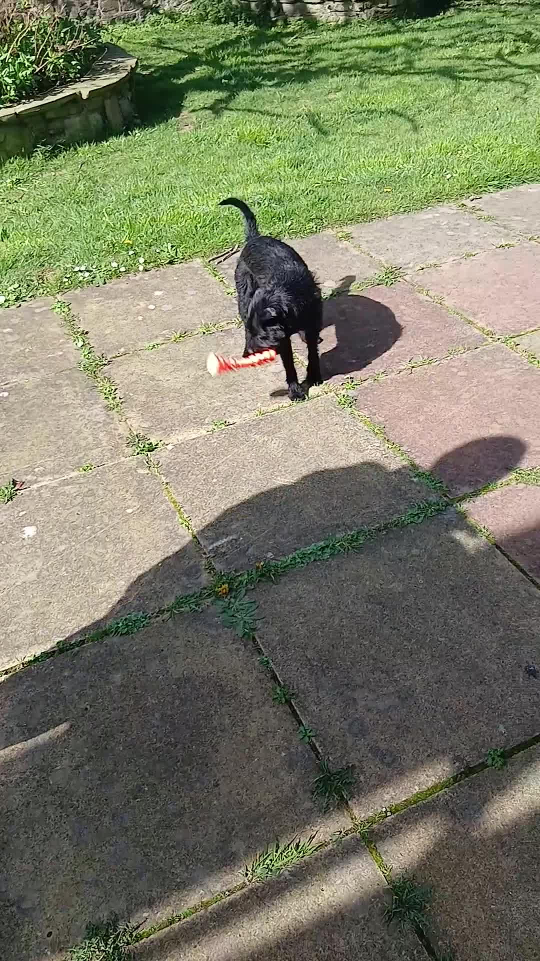 Patterdale Terrier dogs for sale: Bernie  in Wallasey - Video 1
