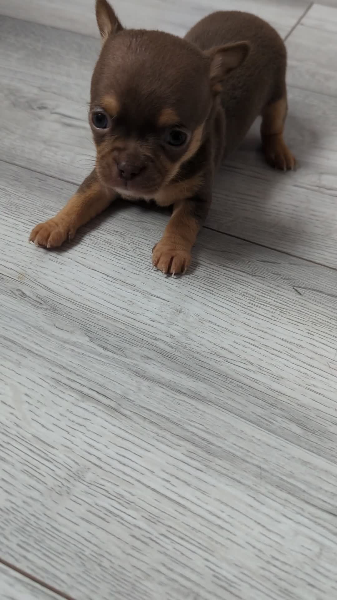 Chihuahua dogs for sale:  Very small chihuahua puppies - Video 1