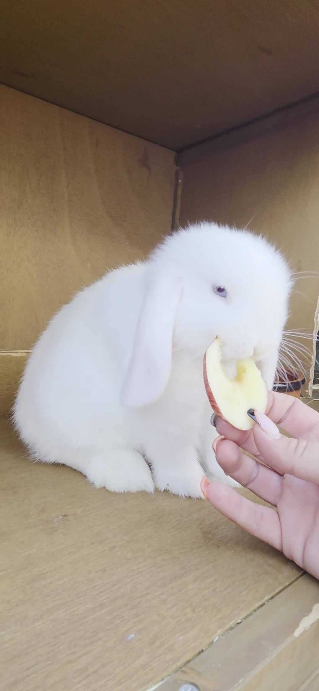Mini Lop rabbits for sale: Mini lop  - Video 1