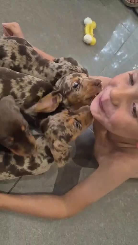 Miniature Dachshund dogs for sale: Kc dachshund babies ready next week - Video 1