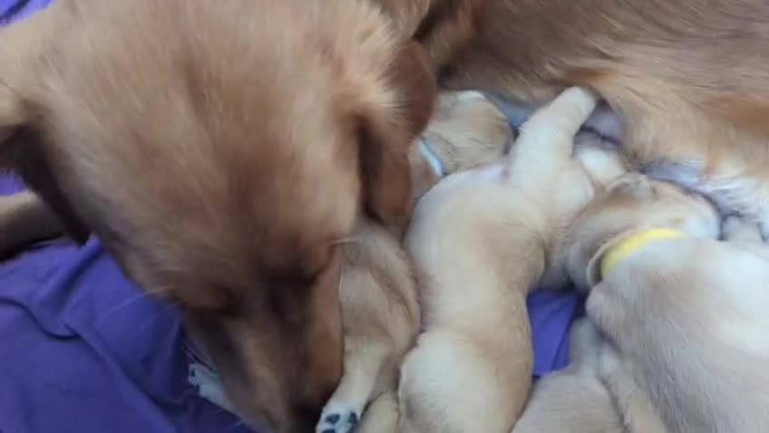Golden Retriever dogs for sale: Golden retriver puppies (2 girls reserved) - Video 1