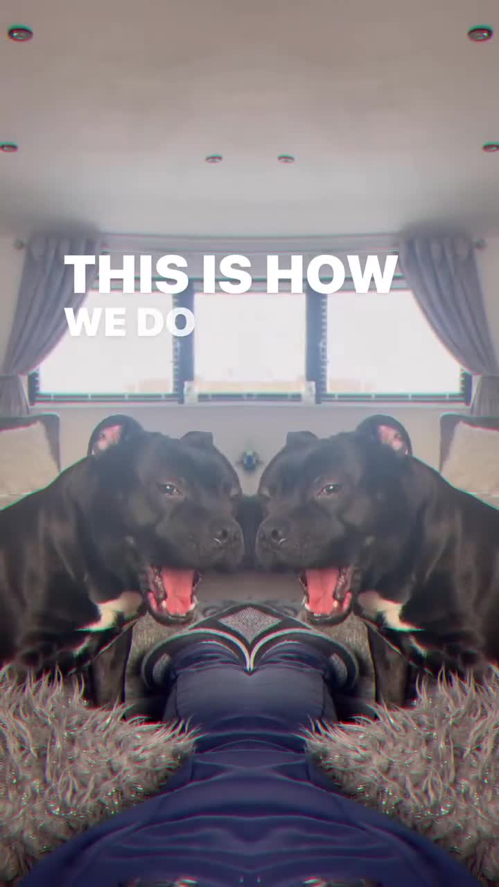 Staffordshire Bull Terrier dogs for stud: Arther - Video 1