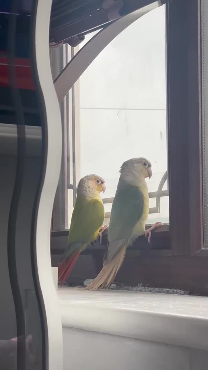 Conures birds for sale: Two green cheek conures for sale - Video 2
