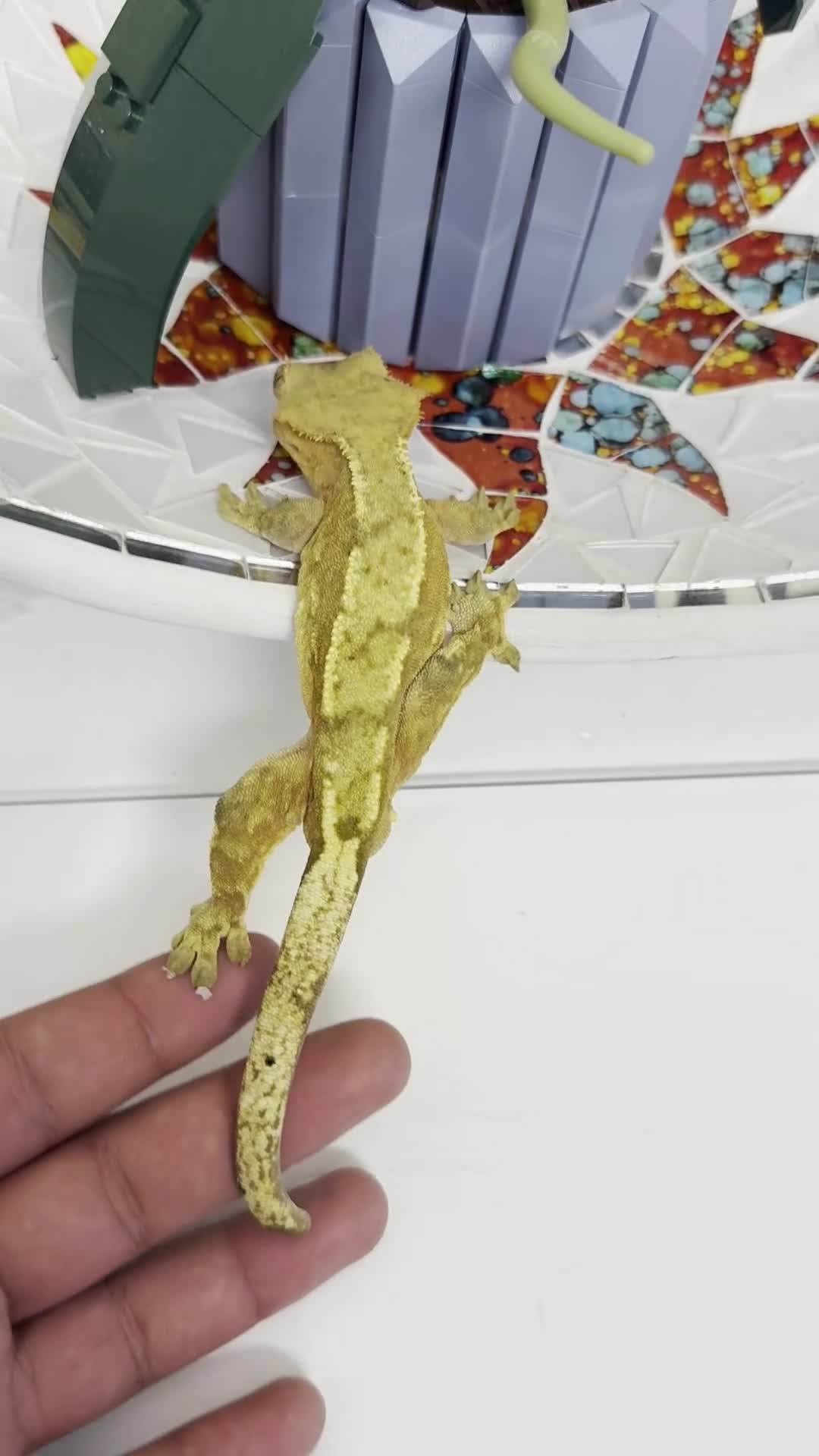 Gecko reptiles for sale: Super friendly crested gecko & vivarium - Video 1