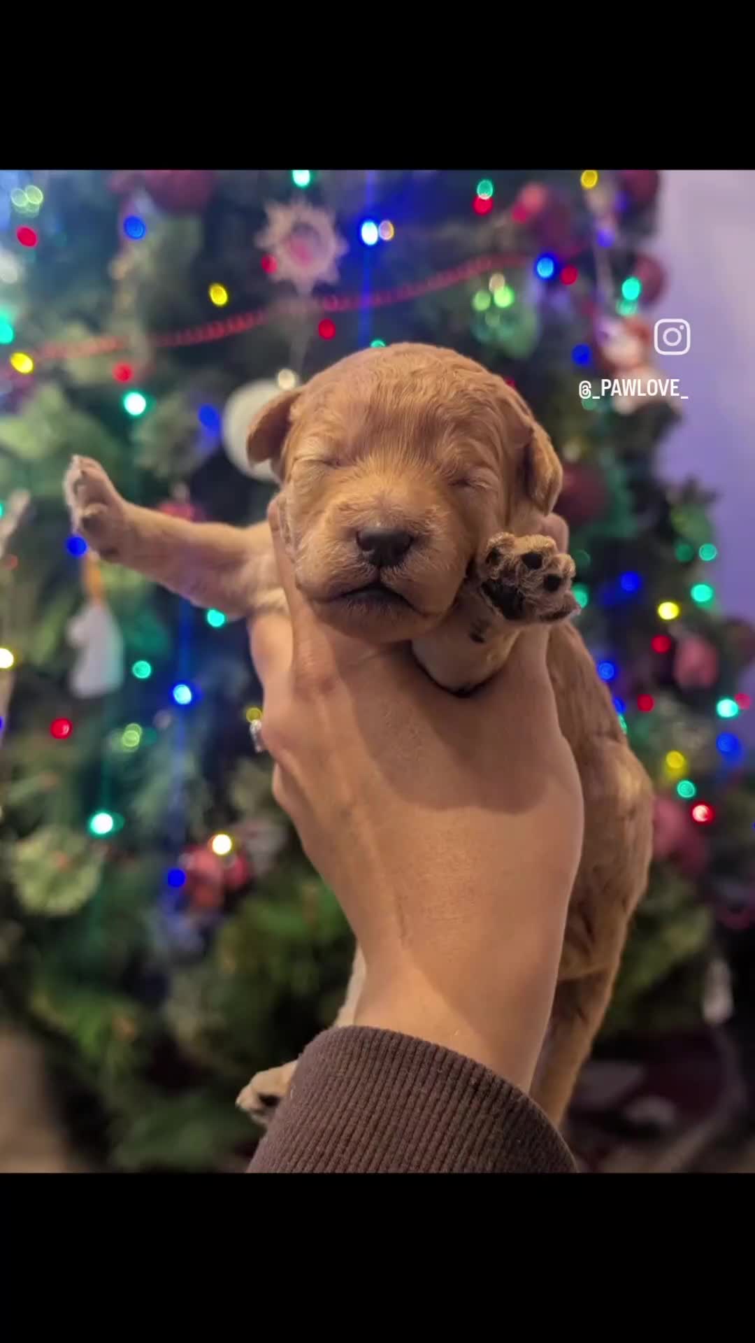 Goldendoodle dogs for sale: Miniature goldendoodle puppies   - Video 1