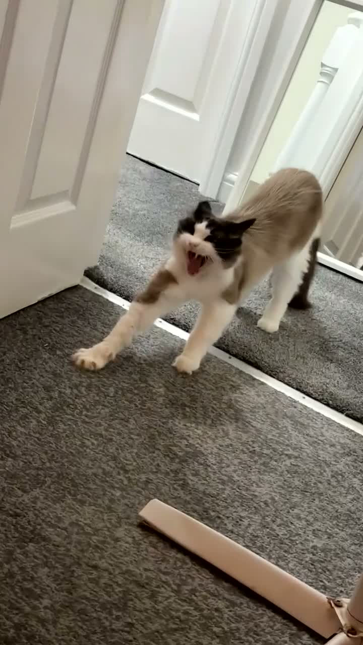 Ragdoll cats for sale: Coco  - Video 1