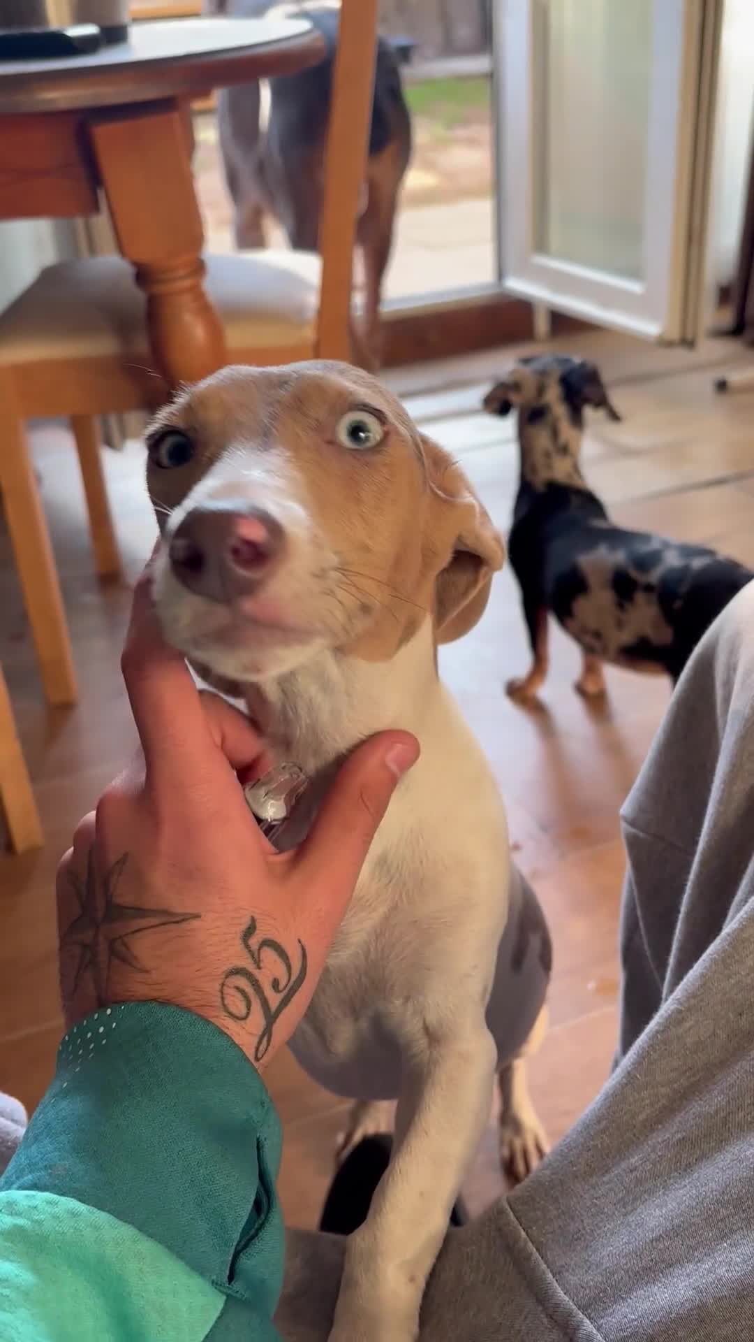 Mixed Breed dogs for sale: 2 beautiful puppy’s  - Video 1