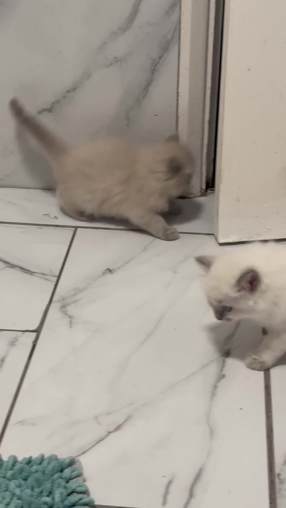 Ragdoll cats for sale: Rare Mink and blue mitted Ragdoll kittens  - Video 1