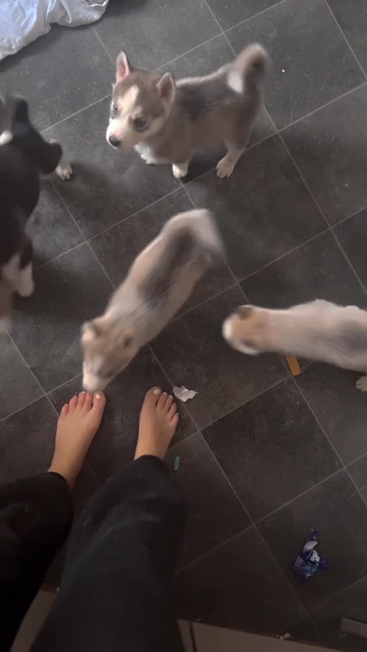 Siberian Husky dogs for sale: Husky puppies for sale  - Video 2
