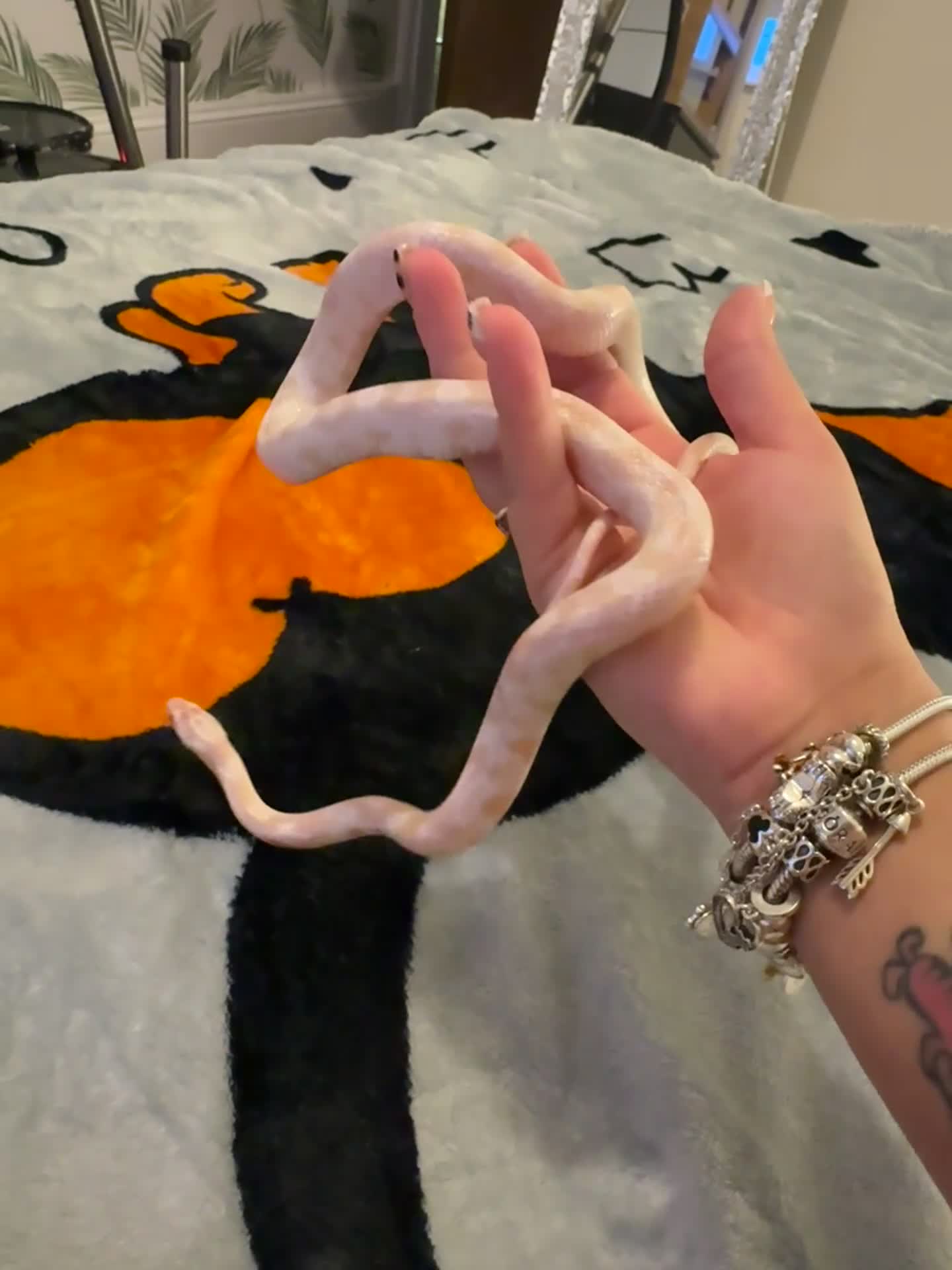 Corn Snake reptiles for sale: Female corn snake  - Video 1