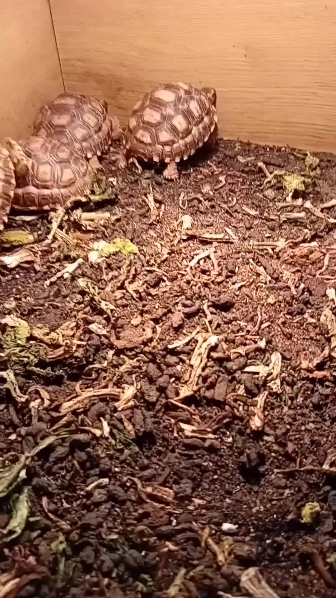 Tortoise reptiles for sale: BABY Solcata Tortoises For Sale - Video 1