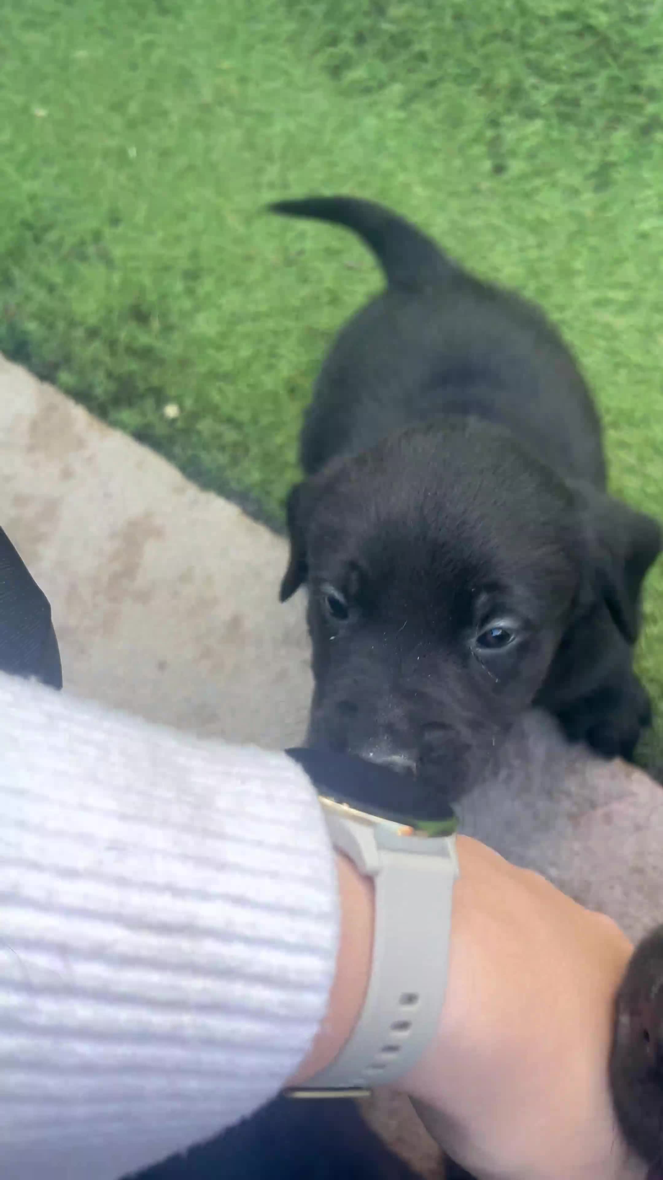 Cockerdor dogs for sale: Cockerdor puppies for sale - Video 5