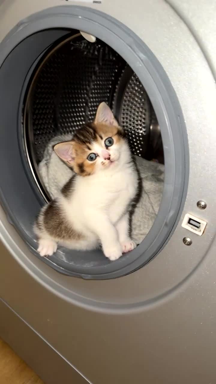 Scottish Fold cats for sale: Mixed scottish fold girl  - Video 1