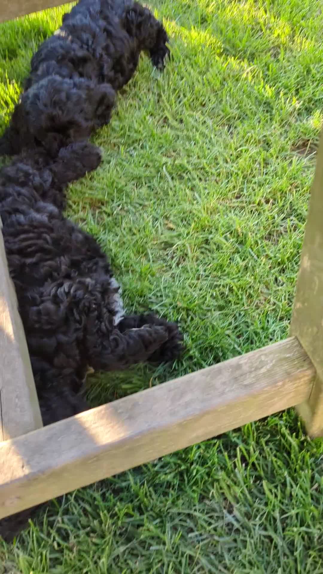 Cockapoo dogs for sale: F 1 show, cockapoo puppies.READY TO GO - Video 1