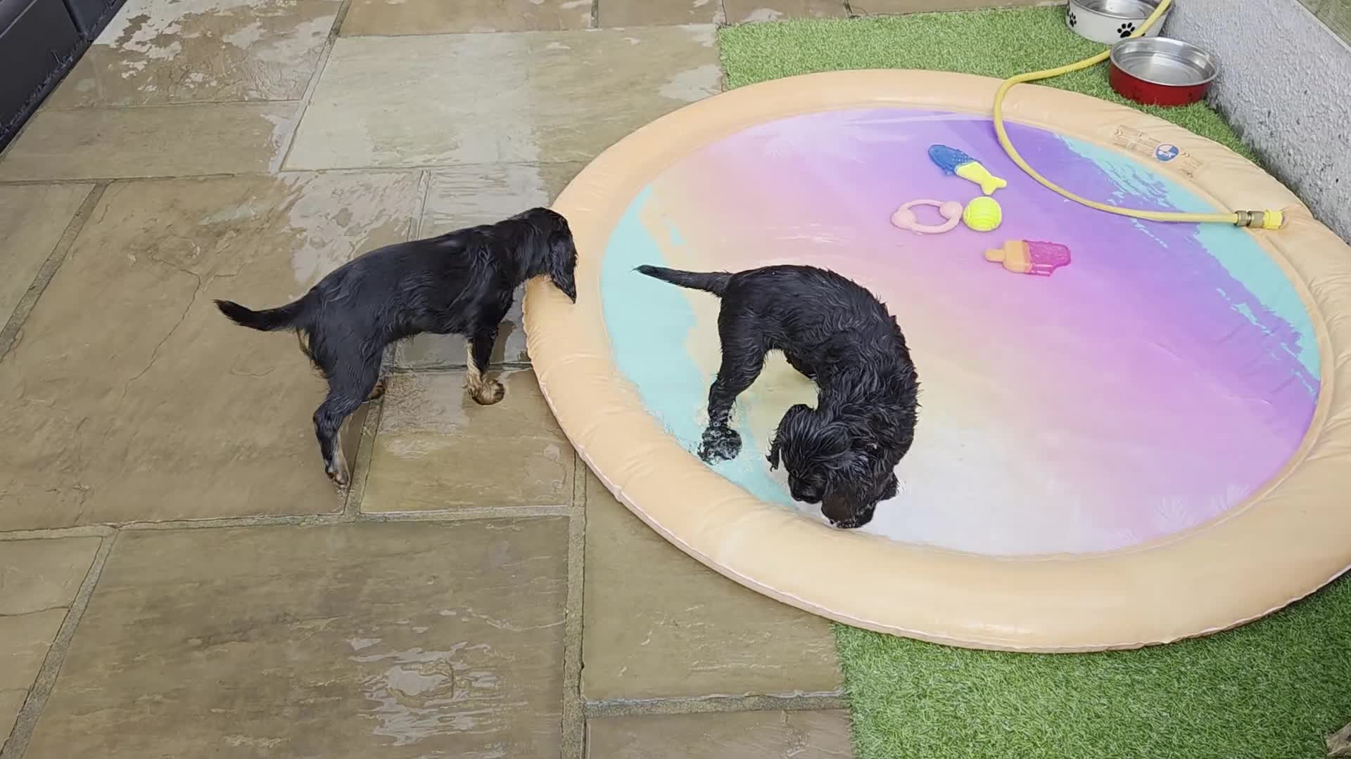 Cocker Spaniel dogs for sale: KC Registered Cocker Spaniel Boys in Stafford - Video 1