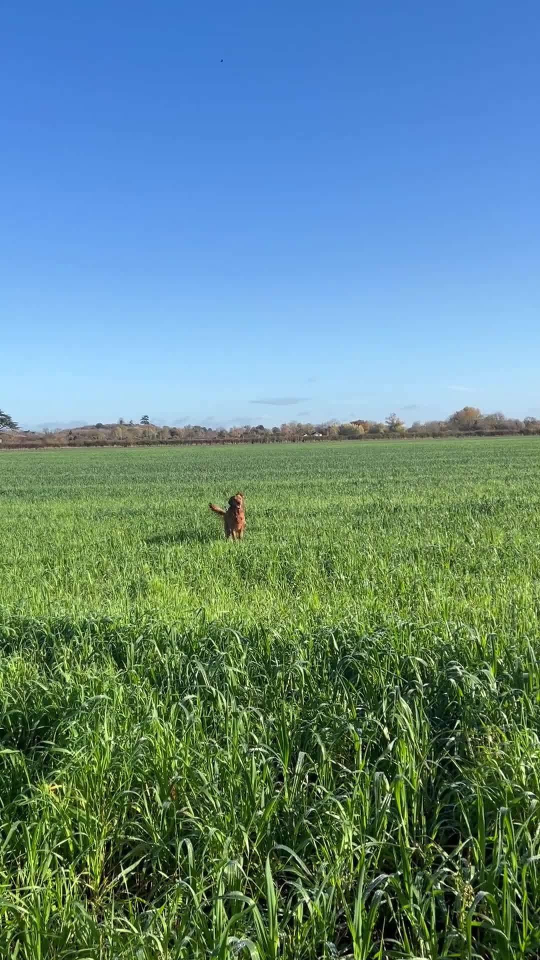Golden Retriever dogs for stud: Working Golden Retriever for Stud - Video 1