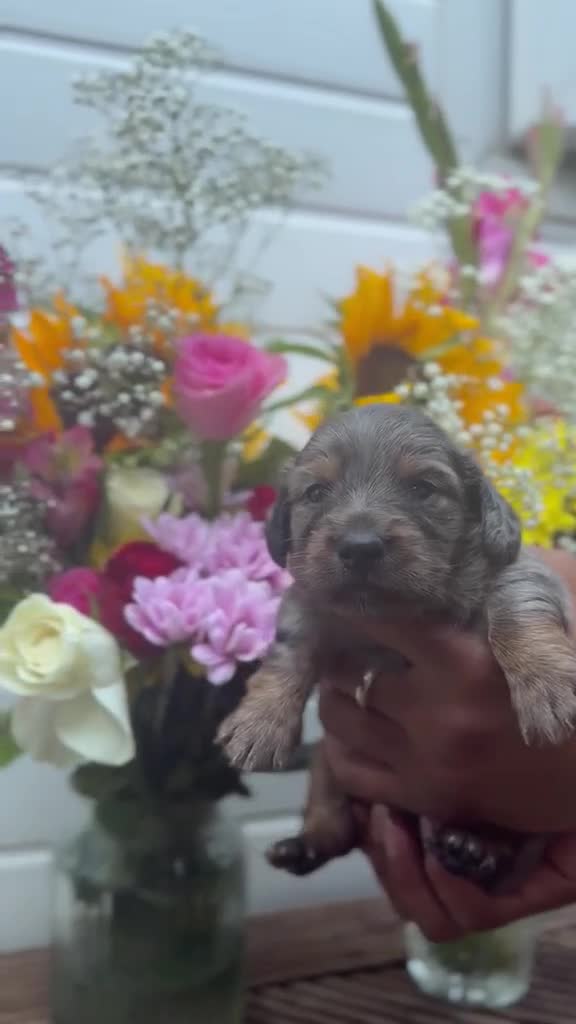 Miniature Dachshund dogs for sale: 4 stunning long haired miniature dachshunds - Video 3