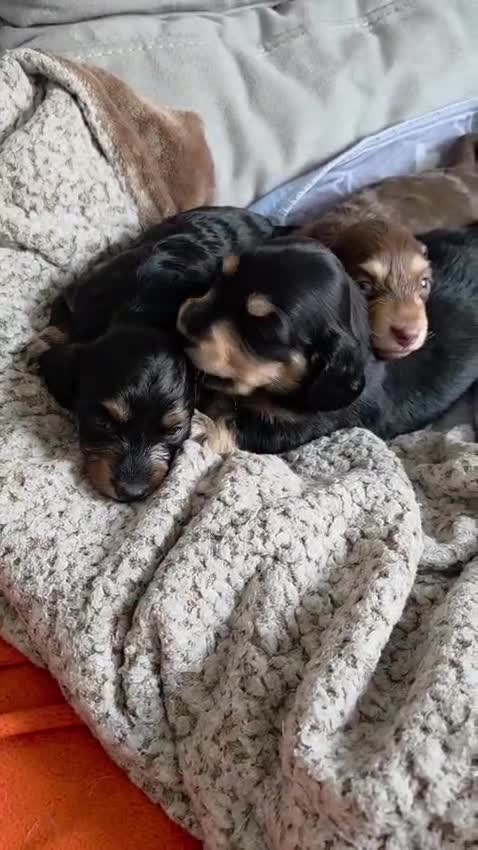 Miniature Dachshund dogs for stud: 🔥Proven KC Registered Miniature Dachshund Stud🔥  - Video 2