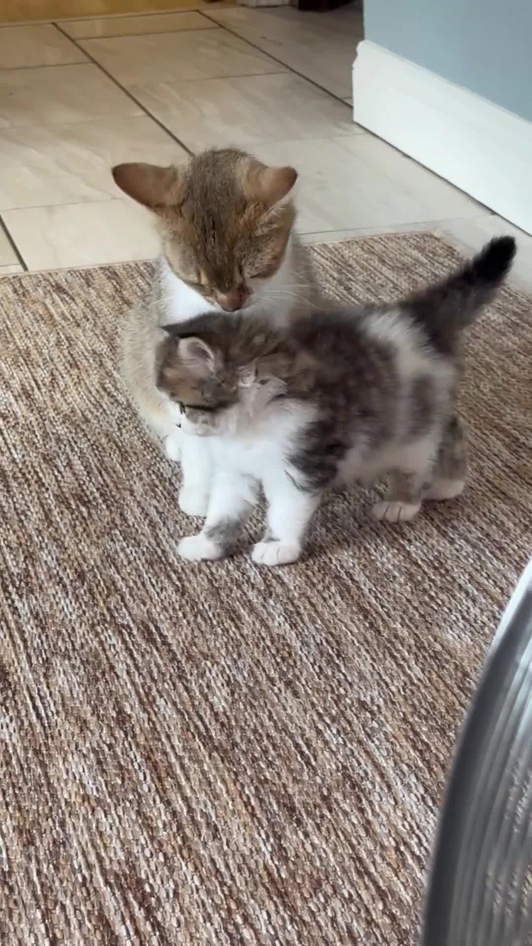 British Shorthair cats for sale:  Kittens  in Peterborough - Video 1